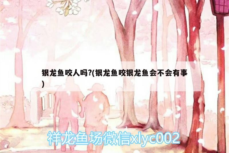 銀龍魚咬人嗎?(銀龍魚咬銀龍魚會不會有事)
