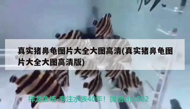 真實豬鼻龜圖片大全大圖高清(真實豬鼻龜圖片大全大圖高清版) 真實豬鼻龜圖片大全大圖高清(真實豬鼻龜圖片大全大圖高清版) 豬鼻龜百科