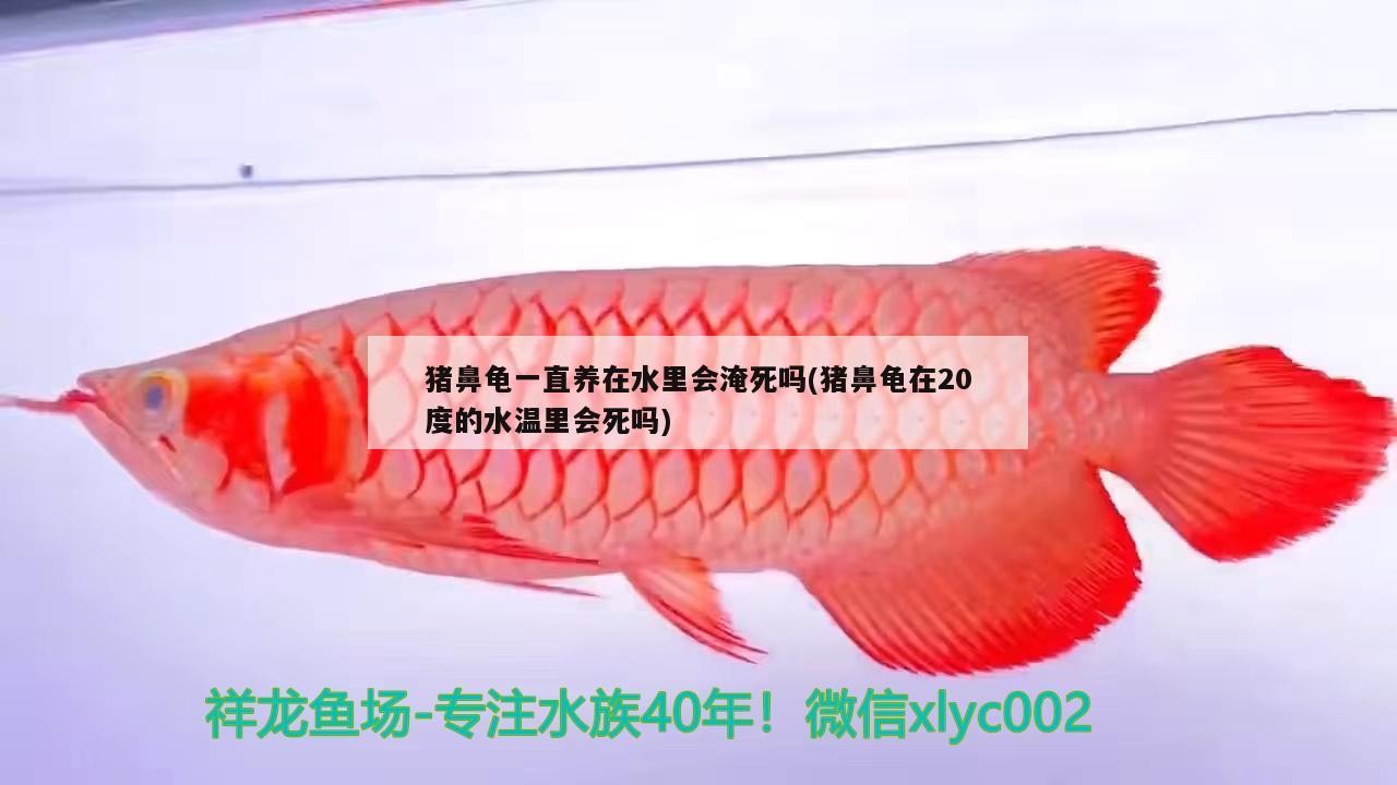豬鼻龜一直養在水里會淹死嗎(豬鼻龜在20度的水溫里會死嗎)