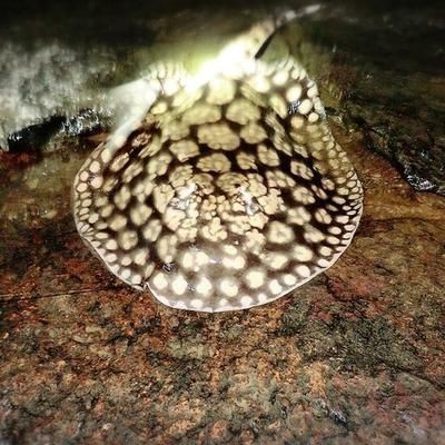 龍魚尾巴長刺狀物有毛正常嗎vs祥龍魚場：龍魚尾巴長刺狀物是否正常