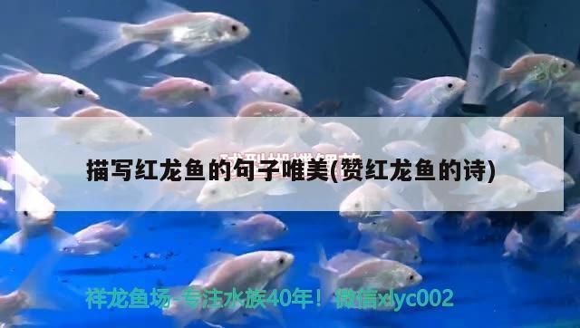 贊美紅龍魚經典語錄句子：紅龍魚市場價值分析,紅龍魚品種鑒賞指南,紅龍魚風水作用探究