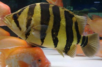 印尼虎魚的價格是多少錢一條：印尼虎魚價格是多少錢一條印尼虎魚的價格是多少錢一條
