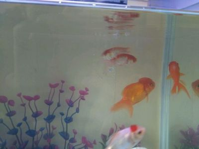 白點病魚缸怎么處理：處理白點病魚缸的方法是幾種處理白點病魚缸的一些方法
