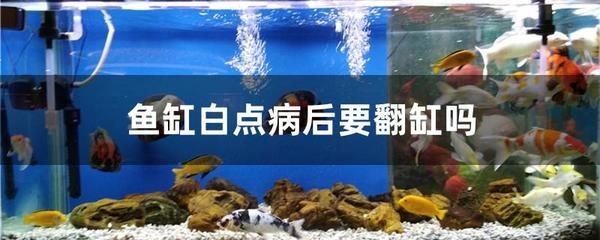 白點病魚缸怎么處理：處理白點病魚缸的方法是幾種處理白點病魚缸的一些方法