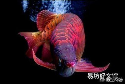 家里適合養金龍魚還是紅龍魚：金龍魚與紅龍魚風水寓意詳解金龍魚與紅龍魚風水寓意