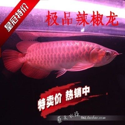 紅龍魚證書的種類：紅龍魚芯片證書如何查詢