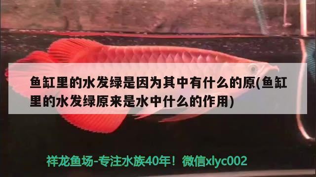 魚缸里的水發(fā)綠是因為其中有什么的原(魚缸里的水發(fā)綠原來是水中什么的作用)