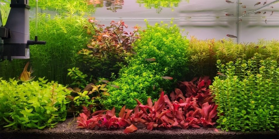 岫巖滿族自治縣文榮生態(tài)水族店 全國(guó)水族館企業(yè)名錄 第1張 岫巖滿族自治縣文榮生態(tài)水族店 岫巖滿族自治縣文榮生態(tài)水族店 全國(guó)水族館企業(yè)名錄 第1張