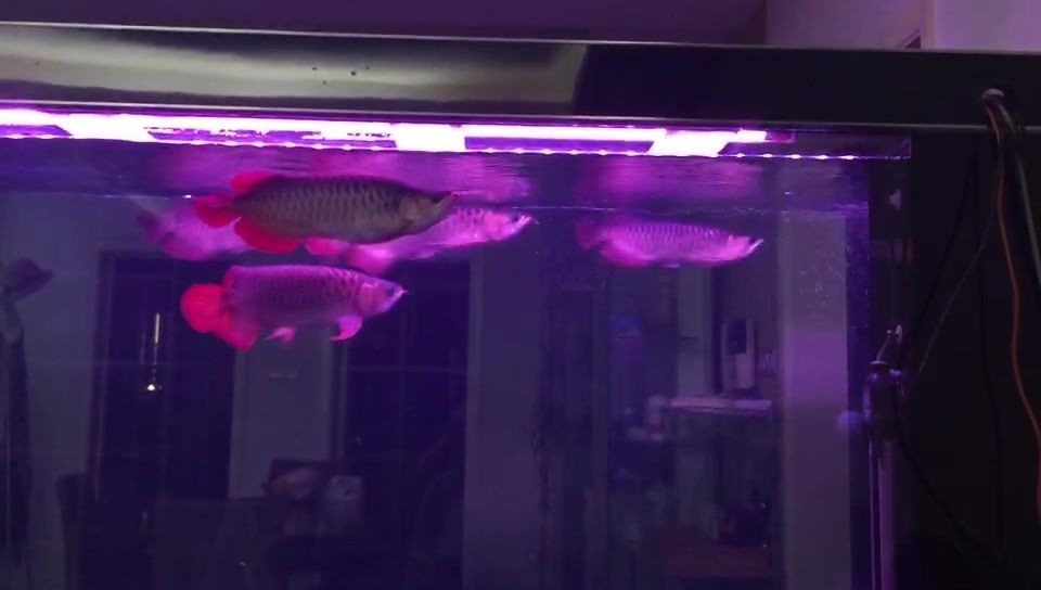 30公分紅龍魚正常發色嗎：30公分紅龍魚發色期如何選飼料紅龍魚發色受哪些因素影響