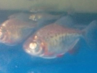養虎魚可以配底沙嗎：養虎魚可以配底沙嗎，養虎魚需要注意什么