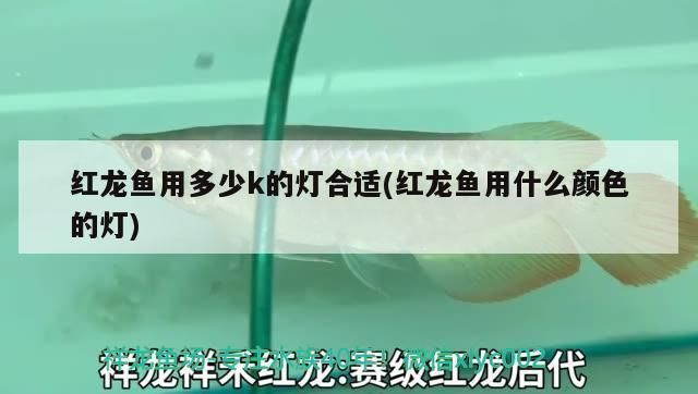 紅龍魚用多少K的燈好：紅龍魚使用多少k的燈光