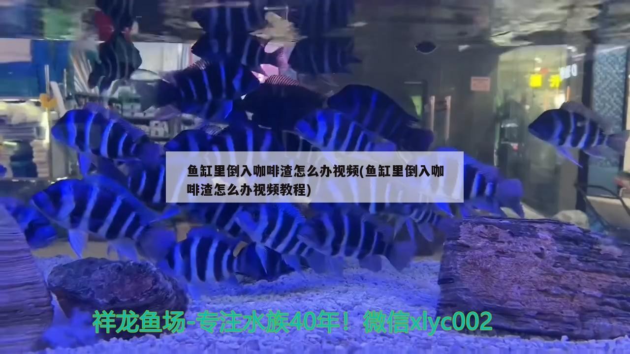 魚缸里倒入咖啡渣怎么辦視頻(魚缸里倒入咖啡渣怎么辦視頻教程) 魚缸里倒入咖啡渣怎么辦視頻(魚缸里倒入咖啡渣怎么辦視頻教程) 馬來西亞咖啡