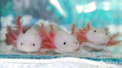 龍魚用手喂還是鑷子喂好vs祥龍魚場:龍魚手喂和鑷子喂食的正確方法祥龍魚場的信譽評價 vs祥龍魚場 第5張 龍魚用手喂還是鑷子喂好vs祥龍魚場:龍魚手喂和鑷子喂食的正確方法祥龍魚場的信譽評價 龍魚用手喂還是鑷子喂好vs祥龍魚場:龍魚手喂和鑷子喂食的正確方法祥龍魚場的信譽評價 vs祥龍魚場 第5張
