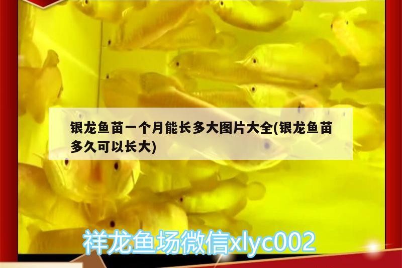 銀龍魚苗一個(gè)月能長多大圖片大全(銀龍魚苗多久可以長大)