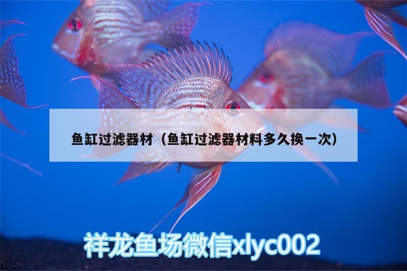 魚缸過濾器材（魚缸過濾器材料多久換一次） 魚缸過濾器材（魚缸過濾器材料多久換一次） 金龍魚百科