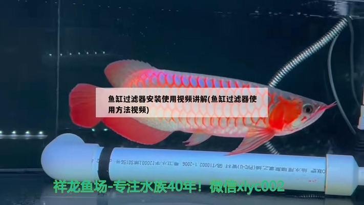 龍魚會咬別的魚嗎圖片