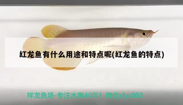 給大魚缸換水的作文:體驗給大魚缸換水的樂趣:體驗給大魚缸換水:給大魚缸換水的作文 紅龍魚有什么用途和特點呢(紅龍魚的特點) 魟魚百科 紅龍魚有什么用途和特點呢(紅龍魚的特點) 紅龍魚有什么用途和特點呢(紅龍魚的特點) 魟魚百科
