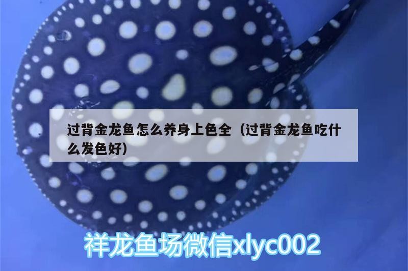 過背金龍魚怎么養(yǎng)身上色全（過背金龍魚吃什么發(fā)色好）