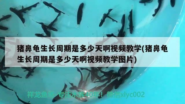豬鼻龜生長(zhǎng)周期是多少天啊視頻教學(xué)(豬鼻龜生長(zhǎng)周期是多少天啊視頻教學(xué)圖片)