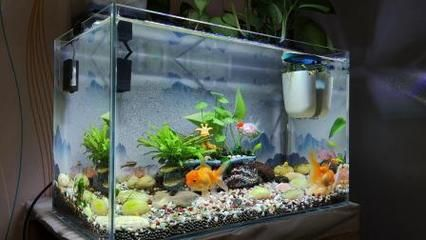 1.2米魚缸適合養什么魚好：1.2米的魚缸適合養什么魚