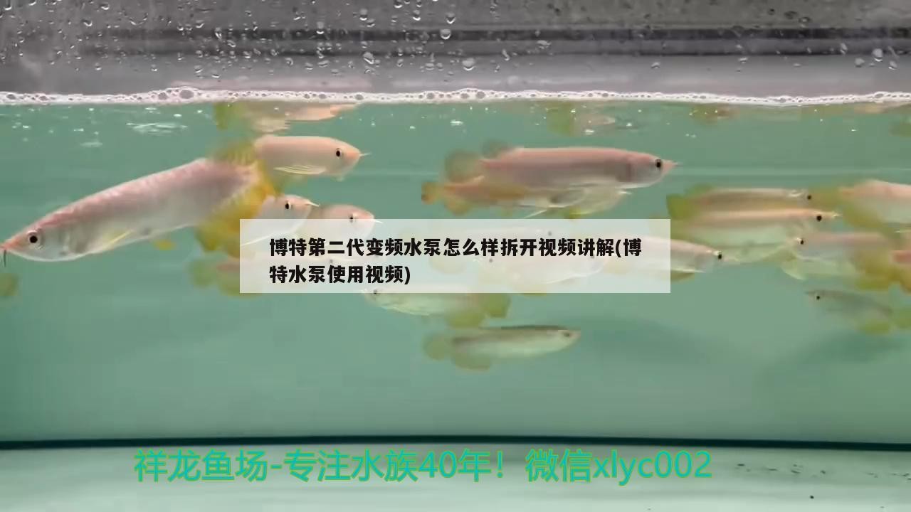 魚缸用增氧泵價格是多少:魚缸增氧機-xtrac增氧機-xtrac增氧機 博特第二代變頻水泵怎么樣拆開視頻講解(博特水泵使用視頻) 博特水族 博特第二代變頻水泵怎么樣拆開視頻講解(博特水泵使用視頻) 博特第二代變頻水泵怎么樣拆開視頻講解(博特水泵使用視頻) 博特水族