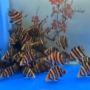 印尼虎魚(yú)怎么喂養(yǎng)最好的方法視頻：關(guān)于印尼虎魚(yú)喂養(yǎng)的一些實(shí)踐