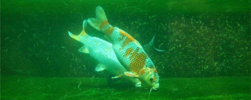 潮陽龍魚有哪些品種?,潮陽市場常見龍魚品種對比表 龍魚百科 第1張 潮陽龍魚有哪些品種?,潮陽市場常見龍魚品種對比表 潮陽龍魚有哪些品種?,潮陽市場常見龍魚品種對比表 龍魚百科 第1張