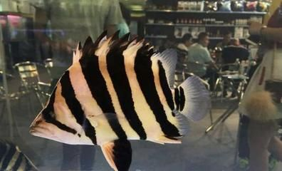 小虎魚眼睛發白：虎魚眼睛發白怎么辦