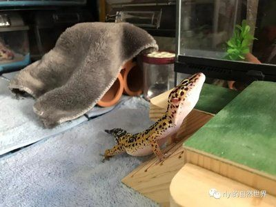小虎魚眼睛發白：虎魚眼睛發白怎么辦