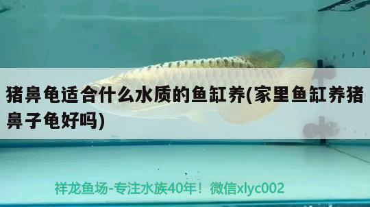 豬鼻龜適合什么水質的魚缸養(家里魚缸養豬鼻子龜好嗎) 豬鼻龜適合什么水質的魚缸養(家里魚缸養豬鼻子龜好嗎) 豬鼻龜百科