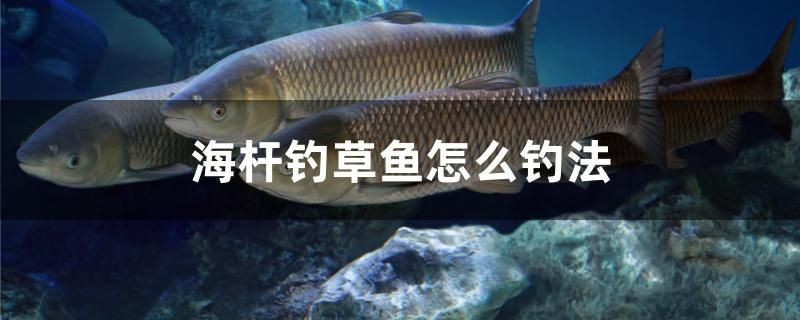 海桿釣草魚(yú)怎么釣法