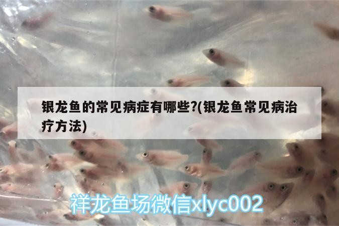 銀龍魚的常見病癥有哪些?(銀龍魚常見病治療方法)