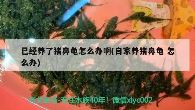 已經(jīng)養(yǎng)了豬鼻龜怎么辦啊(自家養(yǎng)豬鼻龜怎么辦)