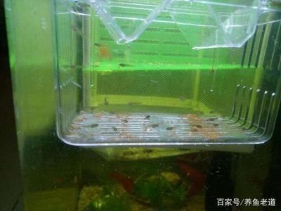 龍魚玩家最佳龍缸尺寸是多少vs祥龍魚場：龍魚玩家最佳龍缸尺寸50-60升