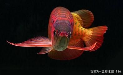 紅龍魚哪里產的最好養活一些：紅龍魚印尼養殖技術要點
