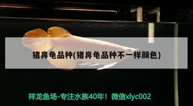 豬鼻龜品種(豬鼻龜品種不一樣顏色) 豬鼻龜品種(豬鼻龜品種不一樣顏色) 豬鼻龜百科