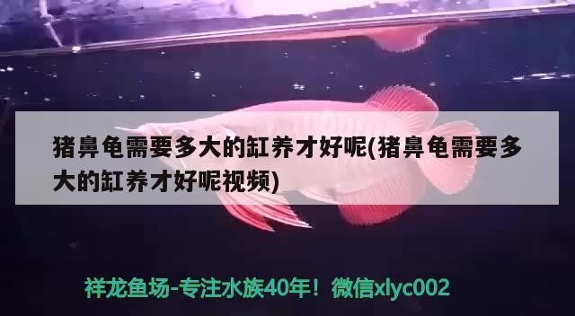 豬鼻龜需要多大的缸養才好呢(豬鼻龜需要多大的缸養才好呢視頻)