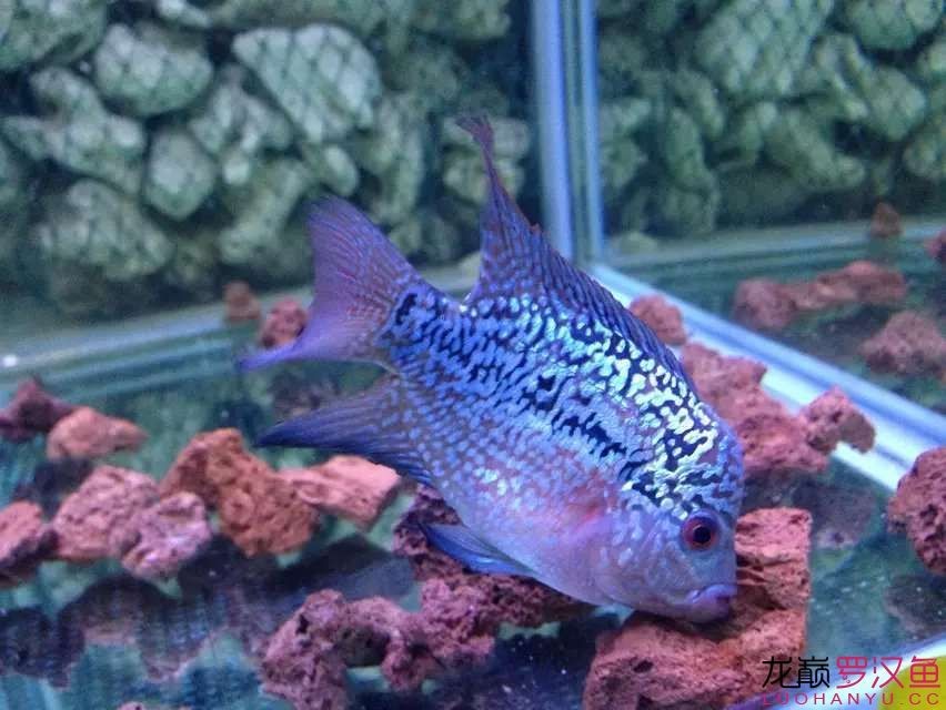 廣州陶共貿(mào)易店 全國(guó)水族館企業(yè)名錄 第2張 廣州陶共貿(mào)易店 廣州陶共貿(mào)易店 全國(guó)水族館企業(yè)名錄 第2張
