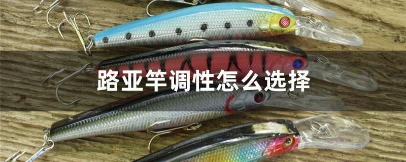 路亞竿調性怎么選擇 魚缸百科 第1張 路亞竿調性怎么選擇 路亞竿調性怎么選擇 魚缸百科 第1張