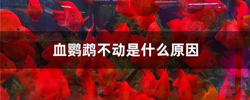 路亞竿調性怎么選擇 魚缸百科 第2張 路亞竿調性怎么選擇 路亞竿調性怎么選擇 魚缸百科 第2張