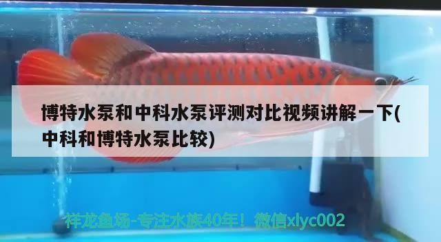 博特水泵和中科水泵評測對比視頻講解一下(中科和博特水泵比較)
