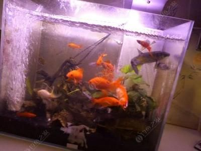 草魚可以清理魚缸嗎:草魚可以清潔魚缸嗎? 魚缸百科 第3張 草魚可以清理魚缸嗎:草魚可以清潔魚缸嗎? 草魚可以清理魚缸嗎:草魚可以清潔魚缸嗎? 魚缸百科 第3張