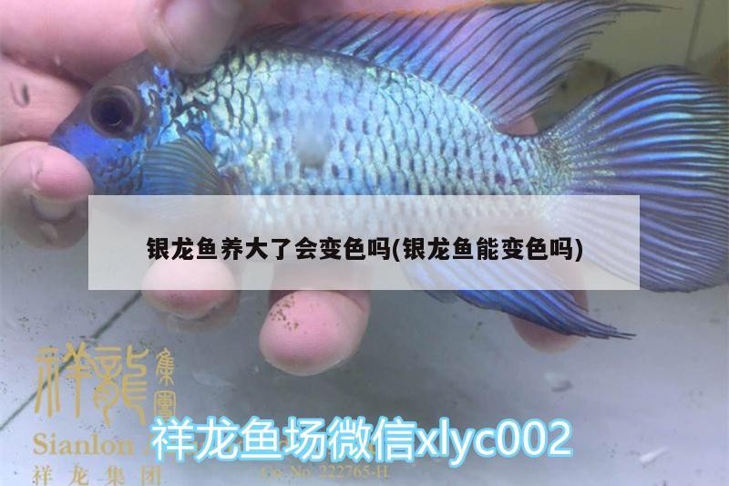 銀龍魚養(yǎng)大了會(huì)變色嗎(銀龍魚能變色嗎)