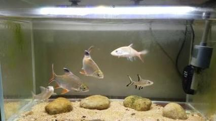 虎魚和泰國鯽能混養嗎：虎魚和泰國鯽可以混養嗎