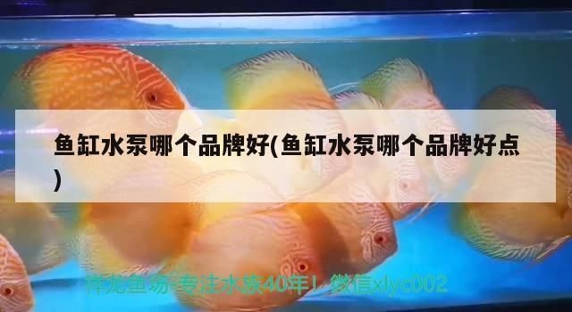 龍魚水泵什么牌子好一點vs祥龍魚場：祥龍水泵品牌對比評測