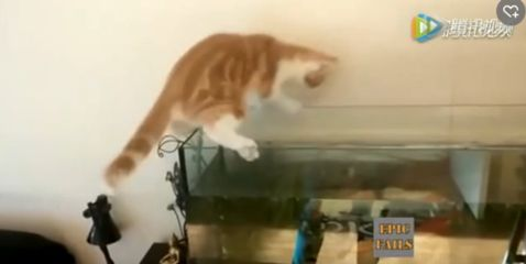 龍魚水泵什么牌子好一點vs祥龍魚場：祥龍水泵品牌對比評測