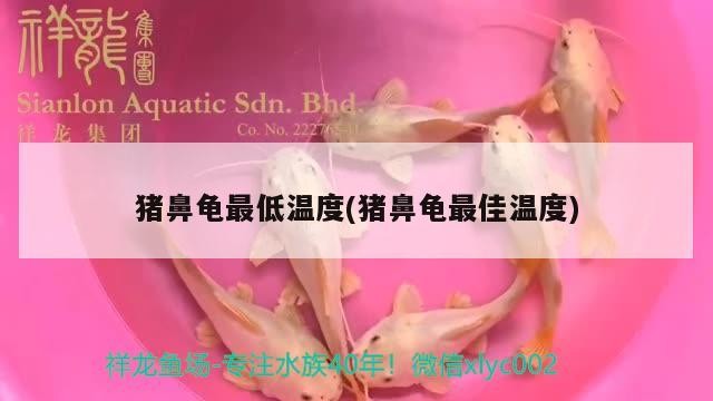 豬鼻龜最低溫度(豬鼻龜最佳溫度)