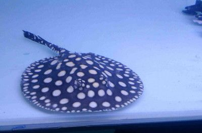 魟魚適應溫度多少度生長快些：魟魚適應溫度多少度生長快