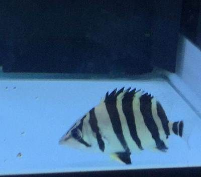 蘇虎混養什么魚最好：蘇虎混養什么魚好