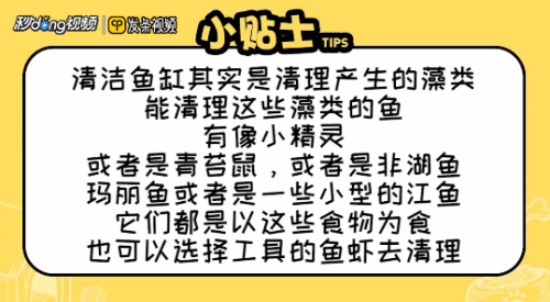魚缸換水養(yǎng)水怎么養(yǎng)魚視頻